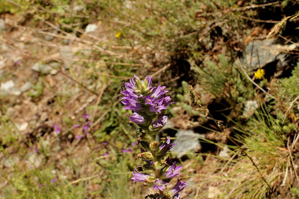 Campanula spicata